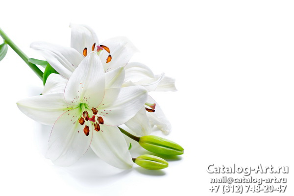 White lilies 16